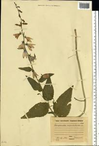Campanula rapunculoides L., Eastern Europe, Moscow region (E4a) (Russia)