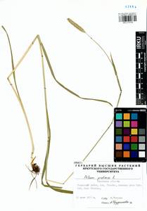 Phleum pratense L., Siberia, Baikal & Transbaikal region (S4) (Russia)