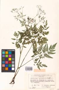 Anthriscus sylvestris (L.) Hoffm., Eastern Europe, Moscow region (E4a) (Russia)