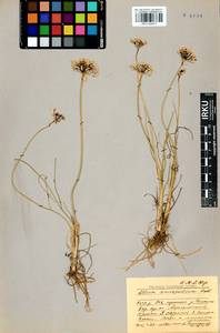 Allium anisopodium Ledeb., Siberia, Baikal & Transbaikal region (S4) (Russia)