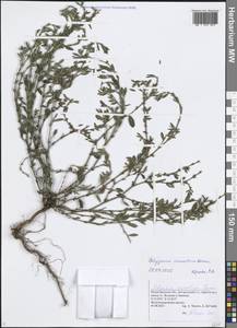 Polygonum arenastrum Boreau, Eastern Europe, Volga-Kama region (E7) (Russia)