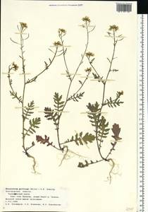 Erucastrum gallicum (Willd.) O.E.Schulz, Eastern Europe, Central forest-and-steppe region (E6) (Russia)