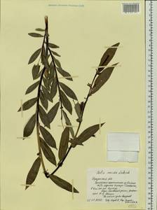 Salix rorida Laksch., Siberia, Baikal & Transbaikal region (S4) (Russia)