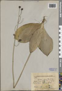 Clintonia udensis Trautv. & C.A.Mey., Siberia, Russian Far East (S6) (Russia)