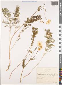 Tripleurospermum ambiguum (Ledeb.) Franch. & Sav., Siberia, Altai & Sayany Mountains (S2) (Russia)