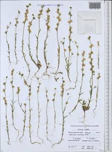 Linaria simplex (Willd.) DC., Caucasus, Krasnodar Krai & Adygea (K1a) (Russia)
