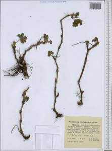 Pelargonium glechomoides A. Rich., Africa (AFR) (Ethiopia)