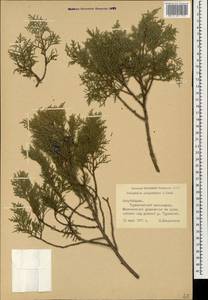 Juniperus excelsa subsp. polycarpos (K. Koch) Takht., Caucasus, Azerbaijan (K6) (Azerbaijan)