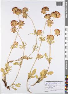 Anthyllis vulneraria subsp. polyphylla (DC.) Nyman, Eastern Europe, Belarus (E3a) (Belarus)