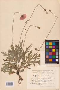 Papaver dubium L., Eastern Europe, Lithuania (E2a) (Lithuania)
