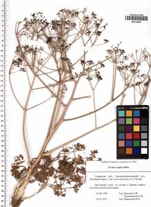 Ferula caspica M. Bieb., Eastern Europe, Middle Volga region (E8) (Russia)