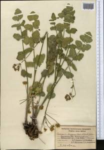 Semenovia dasycarpa (Regel & Schmalh.) Korovin ex Pimenov & V. N. Tikhom., Middle Asia, Western Tian Shan & Karatau (M3) (Kyrgyzstan)
