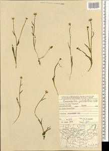 Ranunculus pulchellus C. A. Mey., Mongolia (MONG) (Mongolia)