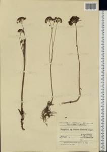 Hylotelephium telephium (L.) H. Ohba, Eastern Europe, Middle Volga region (E8) (Russia)