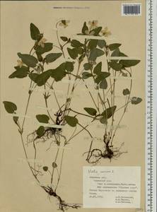 Viola canina L., Eastern Europe, Central forest-and-steppe region (E6) (Russia)