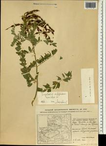 Sophora alopecuroides L., South Asia, South Asia (Asia outside ex-Soviet states and Mongolia) (ASIA) (China)