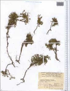 Lamiaceae, Middle Asia, Pamir & Pamiro-Alai (M2) (Tajikistan)
