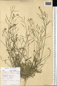 Diplotaxis muralis (L.) DC., Eastern Europe, Lower Volga region (E9) (Russia)