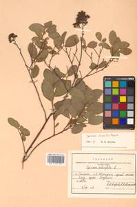 Spiraea salicifolia L., Siberia, Russian Far East (S6) (Russia)