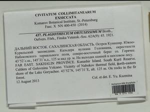 Plagiothecium obtusissimum Broth., Bryophytes, Bryophytes - Russian Far East (excl. Chukotka & Kamchatka) (B20) (Russia)
