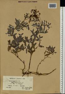 Lathyrus incurvus (Roth)Willd., Eastern Europe, Lower Volga region (E9) (Russia)