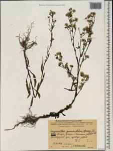Symphyotrichum graminifolium (Spreng.) G. L. Nesom, Caucasus, Abkhazia (K4a) (Abkhazia)