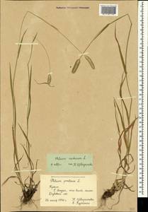 Phleum pratense L., Crimea (KRYM) (Russia)