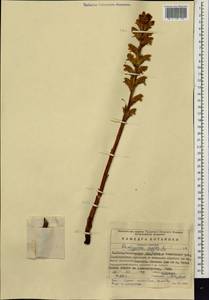 Orobanche elatior subsp. elatior, Eastern Europe, Eastern region (E10) (Russia)