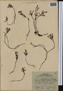 Andromeda polifolia L., Siberia, Russian Far East (S6) (Russia)