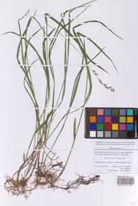 Melica nutans L., Eastern Europe, Moscow region (E4a) (Russia)