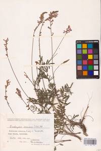 Onobrychis viciifolia Scop., Eastern Europe, West Ukrainian region (E13) (Ukraine)