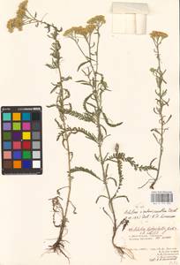 Achillea ×submicrantha Tzvelev, Eastern Europe, Lower Volga region (E9) (Russia)