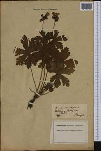 Geranium macrorrhizum L., Western Europe (EUR) (Germany)