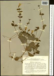 Erythranthe stolonifera (Novopokr.) G. L. Nesom, Siberia, Russian Far East (S6) (Russia)