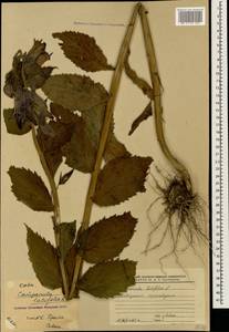 Campanula latifolia L., Caucasus, Krasnodar Krai & Adygea (K1a) (Russia)