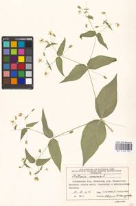 Stellaria nemorum L., Eastern Europe, Moscow region (E4a) (Russia)