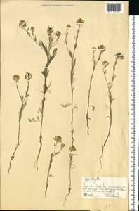 Nigella arvensis L., Eastern Europe, North Ukrainian region (E11) (Ukraine)