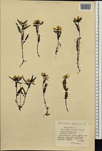 Pedicularis lapponica L., Siberia, Central Siberia (S3) (Russia)