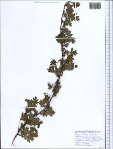 Crataegus microphylla C. Koch, Caucasus, Black Sea Shore (from Novorossiysk to Adler) (K3) (Russia)