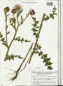 Carduus acanthoides L., Eastern Europe, Belarus (E3a) (Belarus)