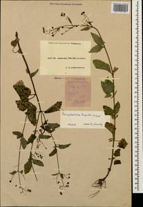 Scrophularia scopolii Hoppe, Caucasus, Krasnodar Krai & Adygea (K1a) (Russia)