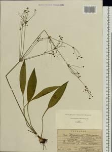 Alisma lanceolatum With., Eastern Europe, Central region (E4) (Russia)