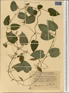 Cynanchum insipidum (E. Mey.) Liede & Khanum, Africa (AFR) (Ethiopia)