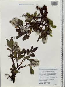 Salix sphenophylla A. Skvorts., Siberia, Russian Far East (S6) (Russia)