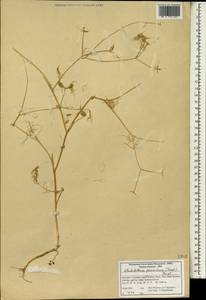 Glochidotheca foeniculacea (Fenzl) Fenzl, South Asia, South Asia (Asia outside ex-Soviet states and Mongolia) (ASIA) (Iran)