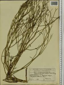 Chondrilla brevirostris Fisch. & C. A. Mey., Siberia, Altai & Sayany Mountains (S2) (Russia)