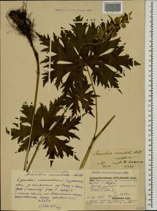 Aconitum orientale Mill., Caucasus, North Ossetia, Ingushetia & Chechnya (K1c) (Russia)