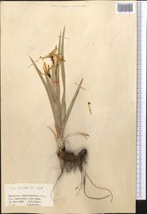 Iris halophila Pall., Middle Asia, Muyunkumy, Balkhash & Betpak-Dala (M9) (Kazakhstan)