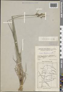 Carex buxbaumii Wahlenb., Middle Asia, Caspian Ustyurt & Northern Aralia (M8) (Kazakhstan)