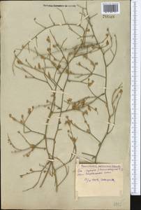 Convolvulus subsericeus Schrenk, Middle Asia, Syr-Darian deserts & Kyzylkum (M7) (Uzbekistan)